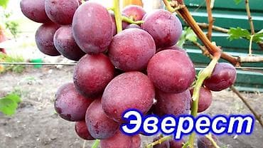 винограда: Саженцы винограда (столовые сорта) ПО ВСЕМ ВОПРОСАМ ЗВОНИТЕ!!!!!!!!! — 3