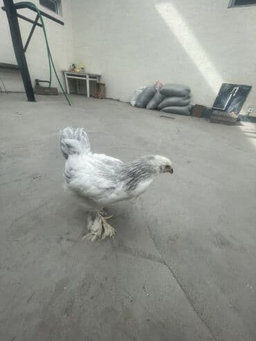 племенные кролики продажа: Продаю | Куры, Цыплята | Брама | Для разведения — 3