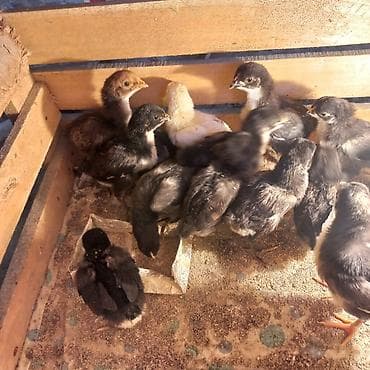 продаю козлят: Продаю | Цыплята | Для разведения — 3