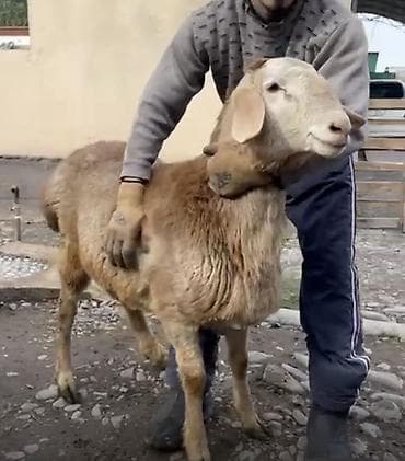 ящик сатылат: Сатам | Кочкор (эркек) | Арашан — 2