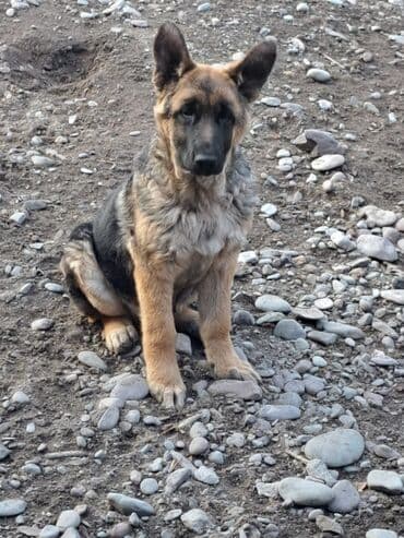 отдам алабая в добрые руки: Немецкая овчарка, 5 месяцев, Самка, С прививкой — 4