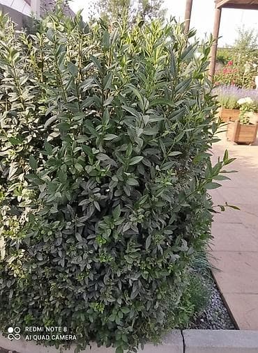 баштай мака: Продаю живую изгородь.Возраст 1 год.Высота до 0,50 см цена 7 сом — 1