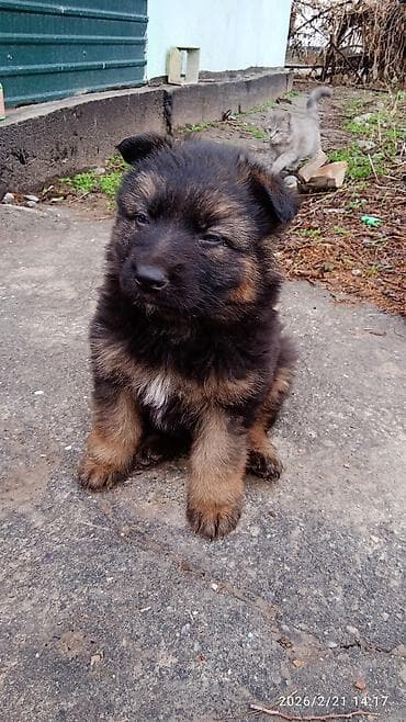 голуби голубей птицы: Щенок немецкой овчарки - Порода: немецкая овчарка, рабочий тип - — 1
