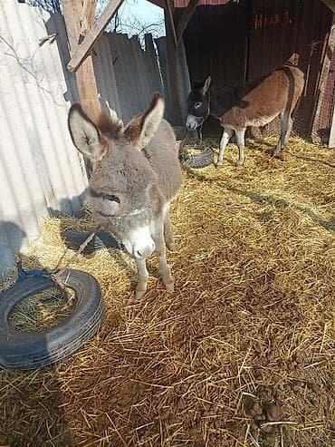 кой керек: Ослы (пара) Описание:годеолек энеси сатылат.даарылыка сааса болот — 5