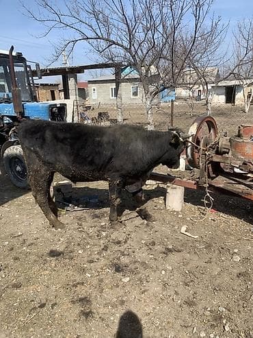 кормушки для птиц: Продаю | Бык (самец) | На откорм | Привязанные — 2