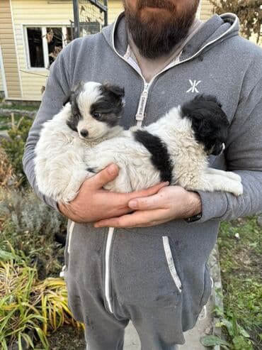 купить щенка хаски в бишкеке: Дворняжка, 2 месяца, Самка — 2