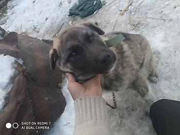 европейская авчарка: Собака даром: Кавказская овчарка, 5 месяцев, Самец — 1