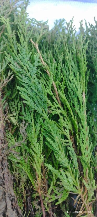 Саженцы деревьев: Туи