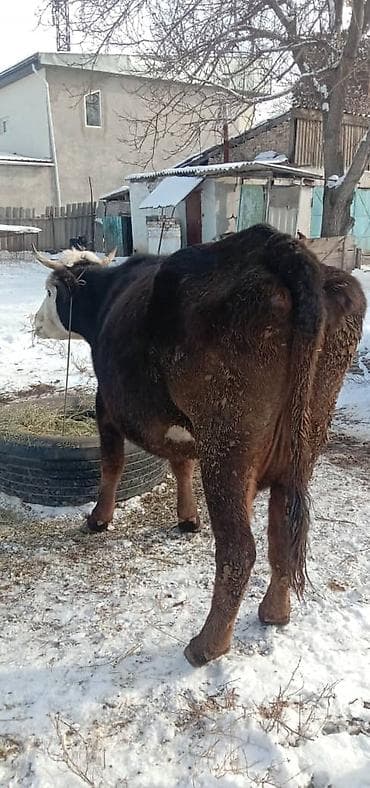 Собаки: Продаю | Корова (самка) | Для молока | Привязанные — 3