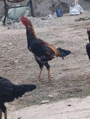 породистые козы: Продаю | Петух | Бойцовая | Для разведения — 3