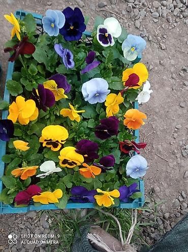 саженцы цветов: Рассада цветущих однолетников в кассетах - Бархатцы (Tagetes) — 9