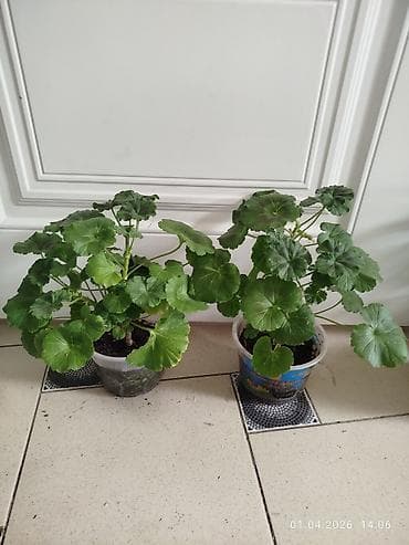 цветы оформления: Герань (пеларгония зональная) в горшке - Яркие шапки красных — 3