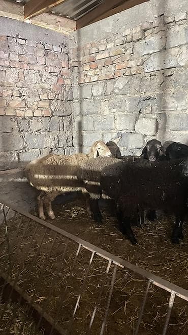 миниатюрный бультерьер: Продаю | Баран (самец) — 1