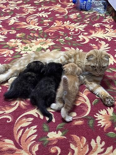 котята простые: Шотландские вислоухие котята (Scottish Fold) - Окрас: черепаховый — 4