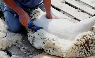 Стрижка овец электрическими машинками - Профессиональная стрижка овец