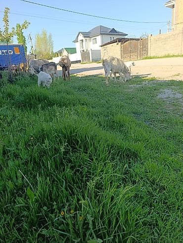 продаю нутрий: Продаю | Коза (самка) | Для молока — 9