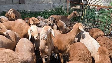 будай урон: Продаю | Овца (самка), Ягненок, Баран (самец) | Арашан | Для разведения | Котные, Осеменитель, Матка — 4