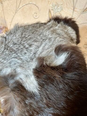 шапка шарф с ушками бишкек: Меховая ушанка из натурального меха кролика🐇 - Материал: натуральный — 4