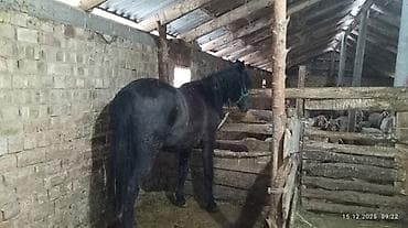 Продаю | Кобыла (самка) | Рабочий at lalafo.kg Продаю | Кобыла (самка) | Рабочий