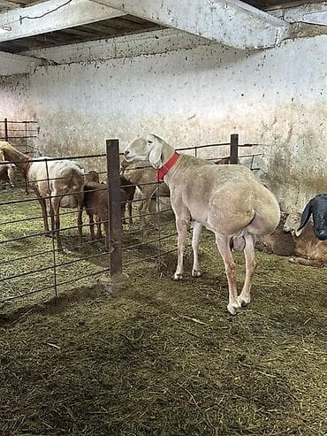мамалак купить: Продаю | Баран (самец) | Для разведения | Осеменитель — 2