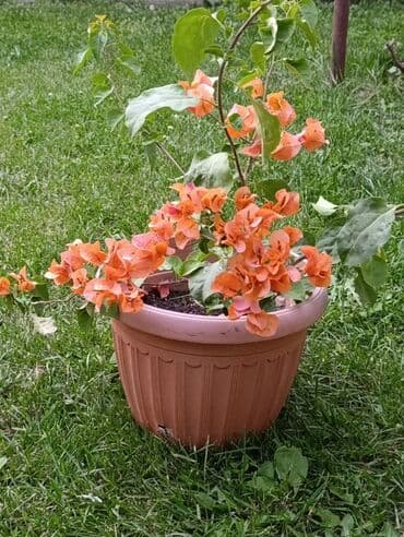 букеты из бабочек: Саженцы цветка — 7