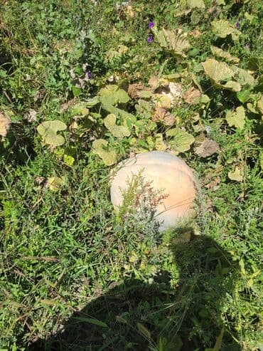 продам тыкву: Тыква, кормовой выращенная в условиях огорода, представлена в разных — 4