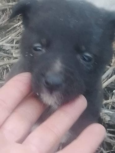 куплю собаку шпиц: Собака даром: Дворняжка, 2 месяца, Самец — 3