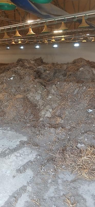 наруто вещи: КУРИННИЙ НАВОЗ БЕСПЛАТНО.
ТОЛКО ШУШНЯК ПОГРУЗЧИКАМ — 2