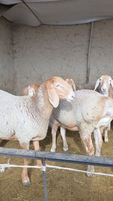 Аквариумы: Продаю | Овца (самка) | Арашан | Для разведения | Ярка — 1