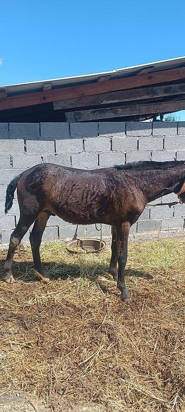 лош ат: Продаю | Жеребенок — 2