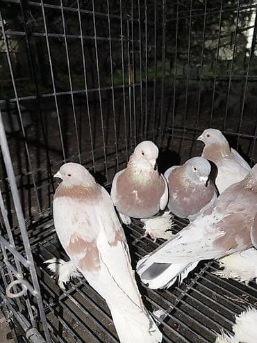 продажа голубей: Цена договорная Голуби декоративной породы с косматыми лапами — 3