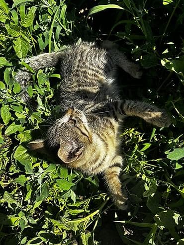 собаки мальтипу: 2 месяца, Девочка, Приучена к лотку — 1