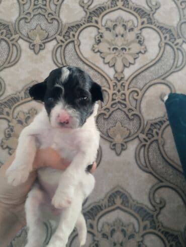 сколько стоит кролик домашний: Той-терьер, 1 месяц, Самец — 3