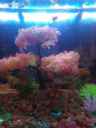 балык аквариум: Аквариум 80литр — 4