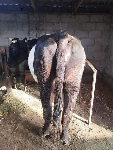 корова голштинской: Продаю | Корова (самка) | Для разведения | Привязанные — 1