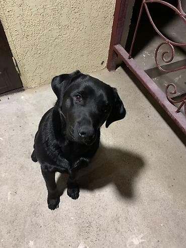 лабрадор черный цена: Лабрадор-ретривер, 7 месяцев, Самец, С прививкой, С родословной — 7