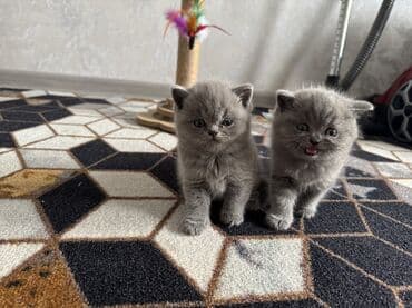 манчкин бишкек: Шотландские котята (вислоухие/страйт) серого (blue) окраса - Плюшёвая — 3