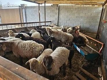 семга рыба: Продаю | Овца (самка), Ягненок, Баран (самец) | На забой | Племенные — 5