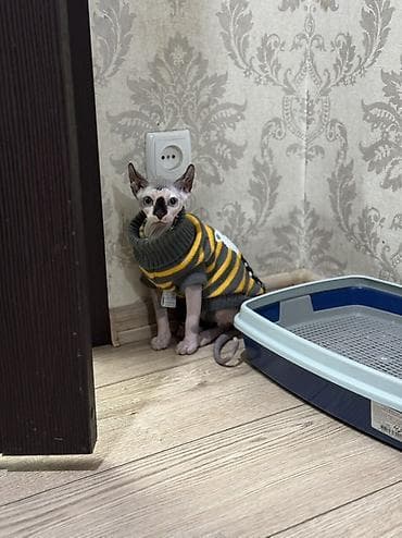 Вязка кошек: Сфинкс эльф! Мама банбино папа эльфкотика покупали в Казахстанетак — 5