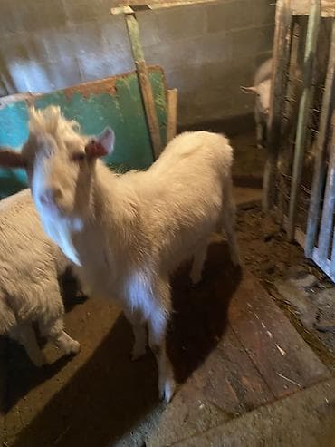 трекер для животных: Продаю | Козёл (самец) | Для разведения | Осеменитель — 2