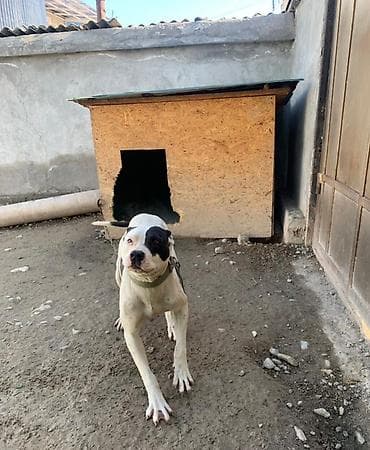 собака пекинес цена: Питбуль, 1 год, Самка — 3