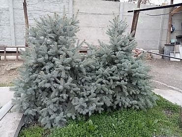 куплю лимонное дерево: Ель голубая сатылат 
рост 1.20 см 
Бишкек, Маевка — 3