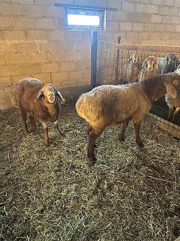ячмень цена: Продаю | Баран (самец) | Полукровка, Арашан | На забой, Для разведения — 2