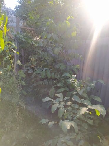 Садовые инструменты и инвентарь: Саженцы ореха (похож на грецкий/чёрный орех) из открытого грунта. - — 5