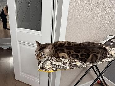 бингальская кошка: Бенгальская, 2 года, Девочка, Приучена к лотку — 2