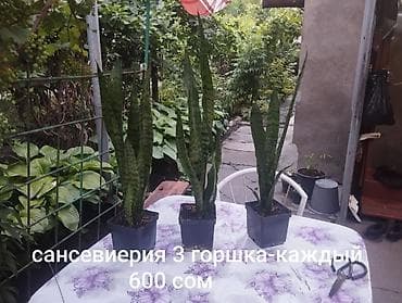 max safe: Комнатные растения 1) Сансевиерия (сансевьера, «тещин язык») - — 2