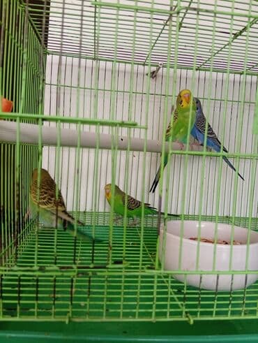 самые экзотические животные: Волнистые попугаи из домашнего выводка. Разные окрасы (зеленые — 4