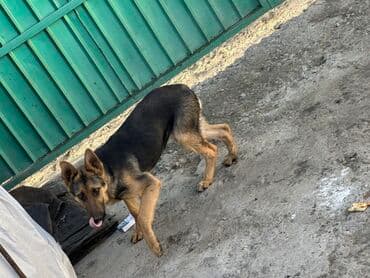 спаниель цена щенка: Немецкая овчарка, подросток (примерно 5–8 месяцев). Окрас — 3