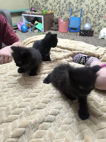 где можно взять кошку бесплатно: Котята в добрые руки. Район Аламединского рынка., 1,5 месяца — 2
