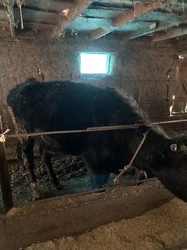 корова голштинской: Продаю | Тёлка | На откорм | Привязанные — 1